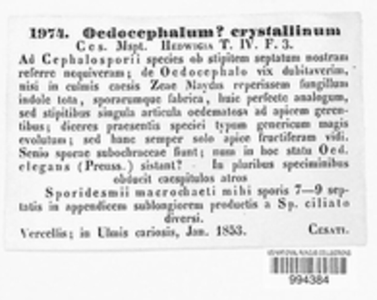 Oedocephalum image